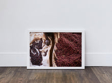 Load image into Gallery viewer, Sorting Coffee Cherries
